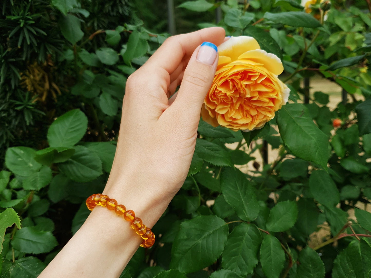 honey elastic amber adult bracelet